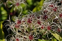 Wild clematis fruit - B